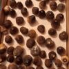 Globidens Mosasaur Teeth