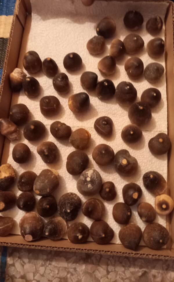 Globidens Mosasaur Teeth