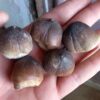 5 Globidens Mosasaur Teeth