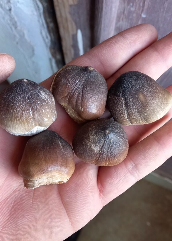 5 Globidens Mosasaur Teeth