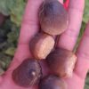 5 Globidens Mosasaur Teeth