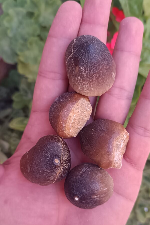5 Globidens Mosasaur Teeth