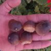 5 Globidens Mosasaur Teeth
