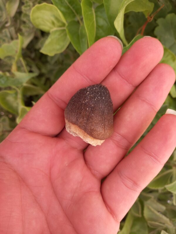 Globidens Mosasaur Teeth